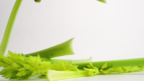 Crispy-whole-celery-stalks-falling-on-white-back-drop-and-bouncing-into-a-pile-in-slow-motion