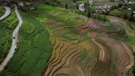 aerial forward view of rice cultivation terraces. daylight