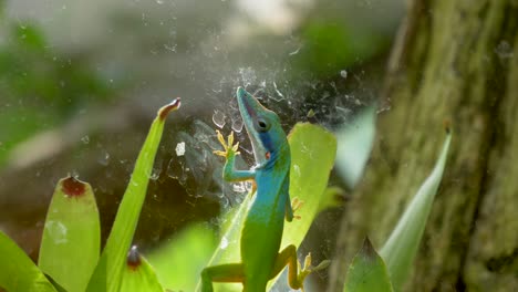 Close-up-shot-of-cute-green-blue-gecko-hanging-on-window-with-plants-in-background