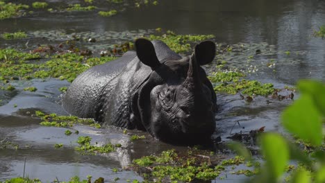 Ein-Einhörniges-Nashorn,-Das-In-Nepal-Aus-Dem-Wasser-Kommt