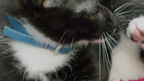 cute kitten licking its lips and cleaning its paw