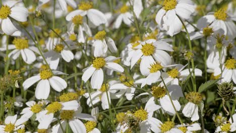 Wilde-Gänseblümchenblumen,-Die-An-Einem-Warmen-Sommernachmittag-Vom-Wind-Bewegt-Werden