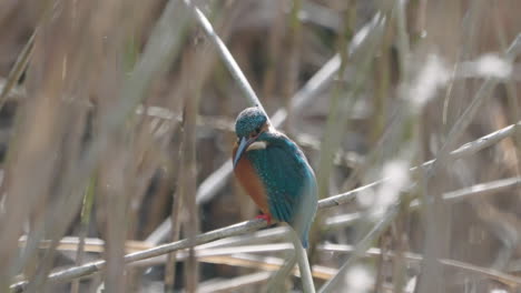 Beautiful-Common-Kingfisher-Resting-On-A-Bush-During-Daytime---close-up