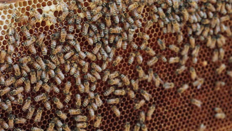 honeybees on a honeycomb