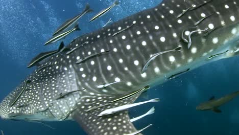 whale shark at koh tao 2