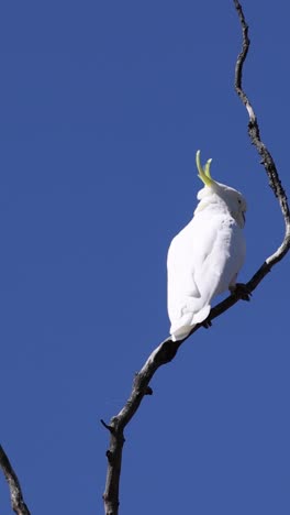 la cacatúa interactúa con su entorno
