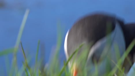 Schöne-Nahaufnahme-Eines-Süßen-Papageientauchers,-Der-An-Der-Küste-Islands-In-Der-Nähe-Von-Latrabjarg-18-.-Posiert