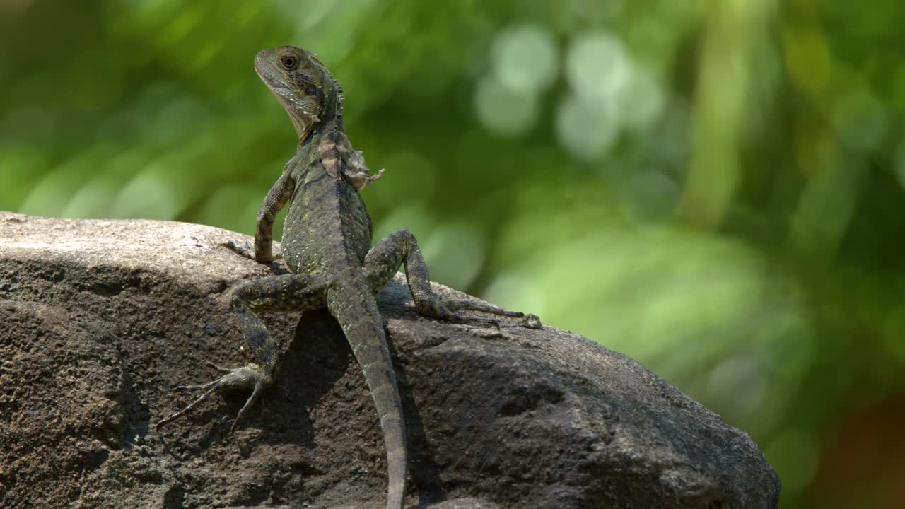 An Australian eastern water dragon rests on a rock under bright sunlight in Beerwah, Queensland