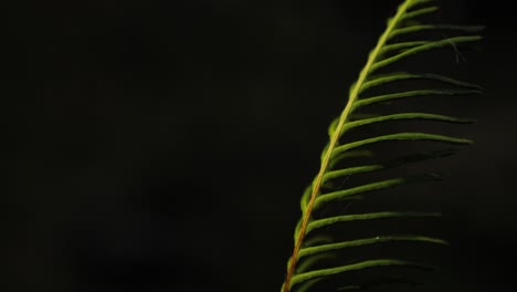 primer plano de una sola hoja de helecho con un fondo oscuro