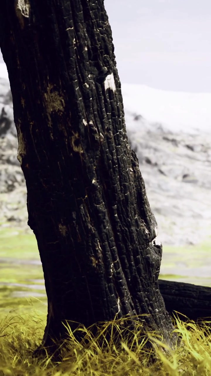 Vecchio albero carbonizzato che si erge contro uno splendido sfondo montano