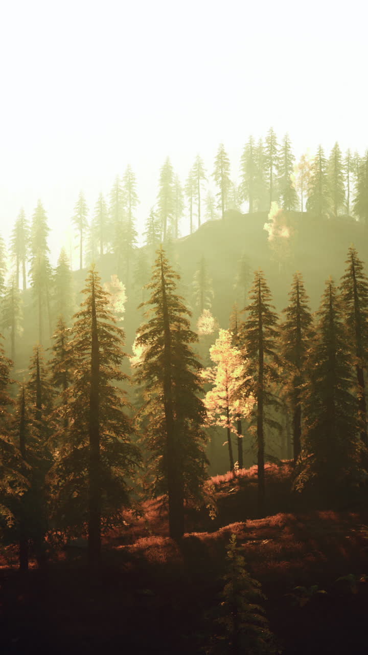 해가 뜨면 안개 숲