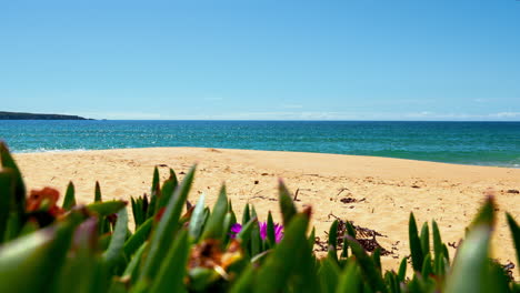 Primer-Plano-De-Las-Plantas-En-La-Pintoresca-Playa-De-Arena-En-Nueva-Gales-Del-Sur,-Australia