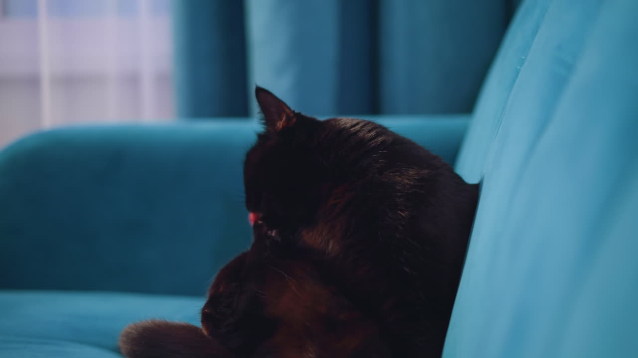 Black Cat Licking Paw On Plush Cushion, Pet Feline Attentively Washing Paw On Comfortable Soft Pillow, Softfurred Black Cat Thoroughly Grooming Paw While Resting Peacefully On Cushioned Surface