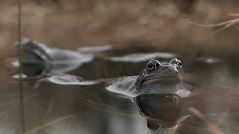 Two-common-frogs-in-water-croaking-during-mating-season-in-spring,-peaceful-nature-close-up