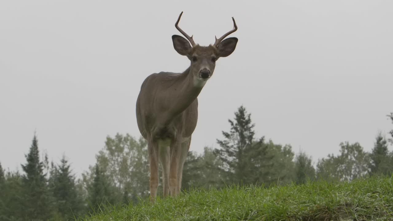 el venado cola blanca se lame los labios mientras la cámara se desliza a lo largo de la vista épica de la hierba