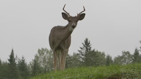 whitetail buck deer licks its lips while camera slides along grass epic view