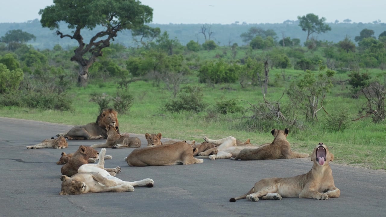Un intero branco di leoni, inclusi cuccioli e leoni adulti, riposa e dorme su una strada asfaltata nel Parco Nazionale Kruger, Sudafrica.