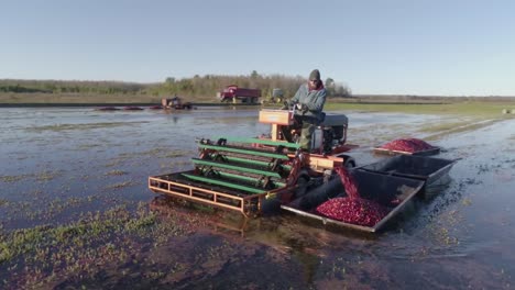 El-Agricultor-Usa-Una-Máquina-De-Recolección-Para-La-Cosecha-Húmeda-De-Arándanos,-Rastreando-Disparos-De-Drones