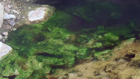 Green-Moss-Rock-Underwater-In-Hot-Spring,-Boise-National-Forest,-Idaho,-USA