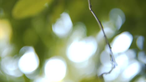 a cinematic movement of a camera from a forest where the camera is going so close to the leaves and the background goes defocus