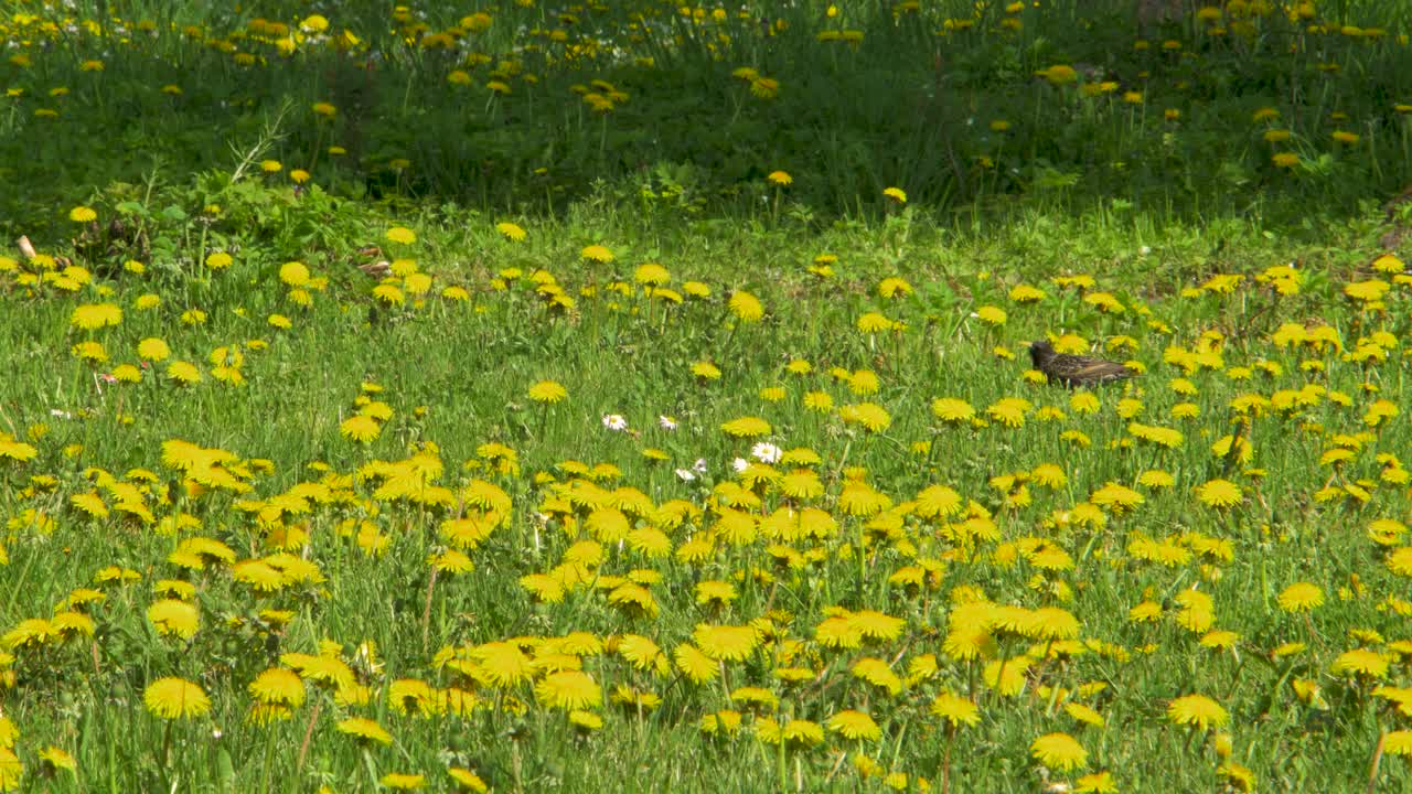 화창한 봄날 민들레 밭에서 음식을 찾는 일반적인 찌르레기, 멀리서 중간 샷