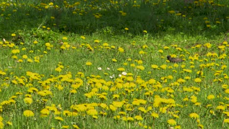 El-Estornino-Común-Buscando-Comida-En-El-Campo-De-Diente-De-León-En-El-Soleado-Día-De-Primavera,-Plano-Medio-Desde-La-Distancia