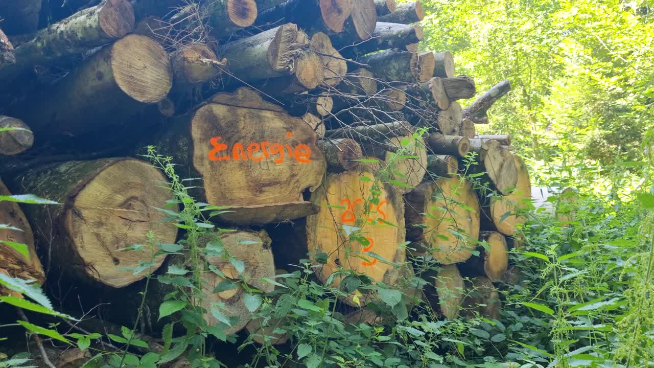 Pile of timber logs in Bremgarten forest near Bern, Switzerland, with the word “Energy” marked on one, highlighting sustainable forestry and renewable resource