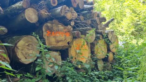 pile of timber logs in bremgarten forest near bern, switzerland, with the word “energy” marked on one, highlighting sustainable forestry and renewable resource