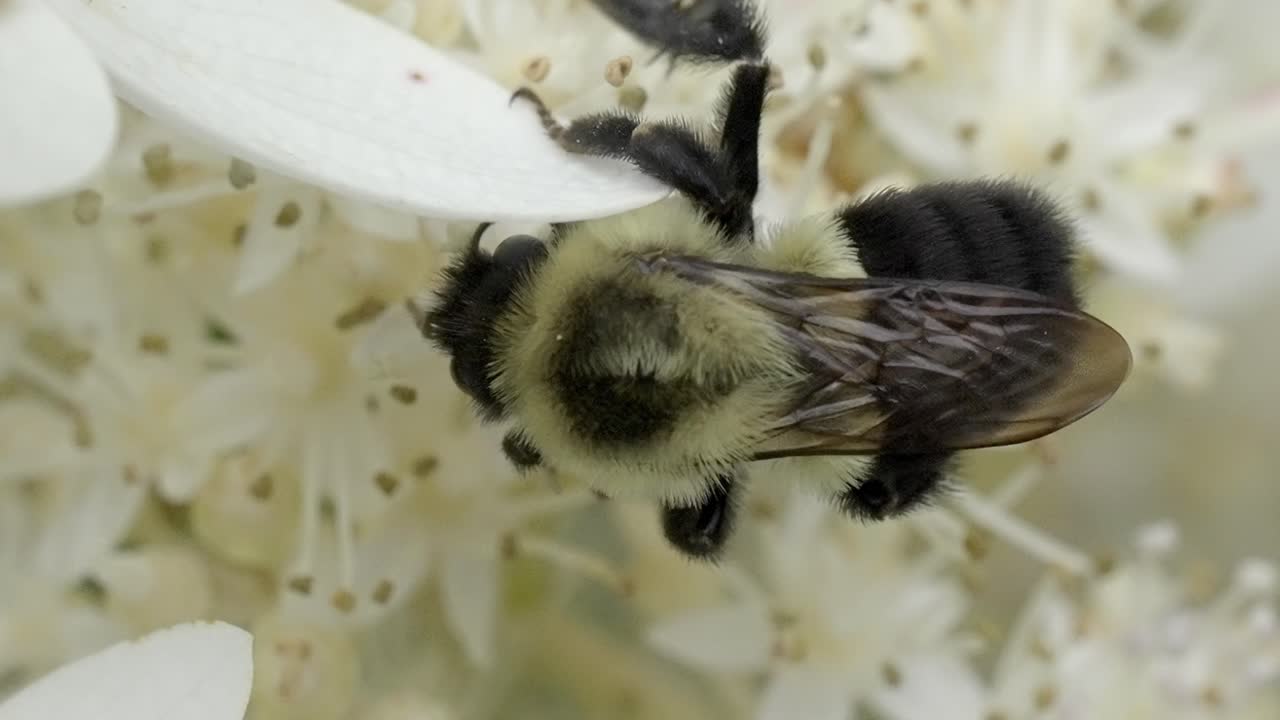 Wild Bee Close-up on White Achillea or Spiraea Flower Head in Nature Garden