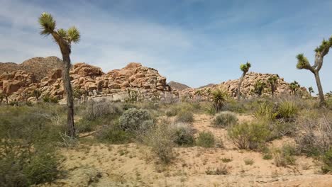 panning shot of a field at joshua tree national park made up of brush, large rocks, and joshua trees