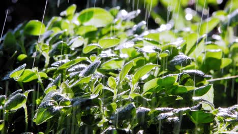 Close-up-of-Rain-Falling-On-Oregano-Plant-In-Garden,-Lit-By-Sun-From-Behind