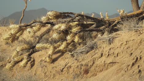 árbol de yuca seco y roto en la reserva de mojave