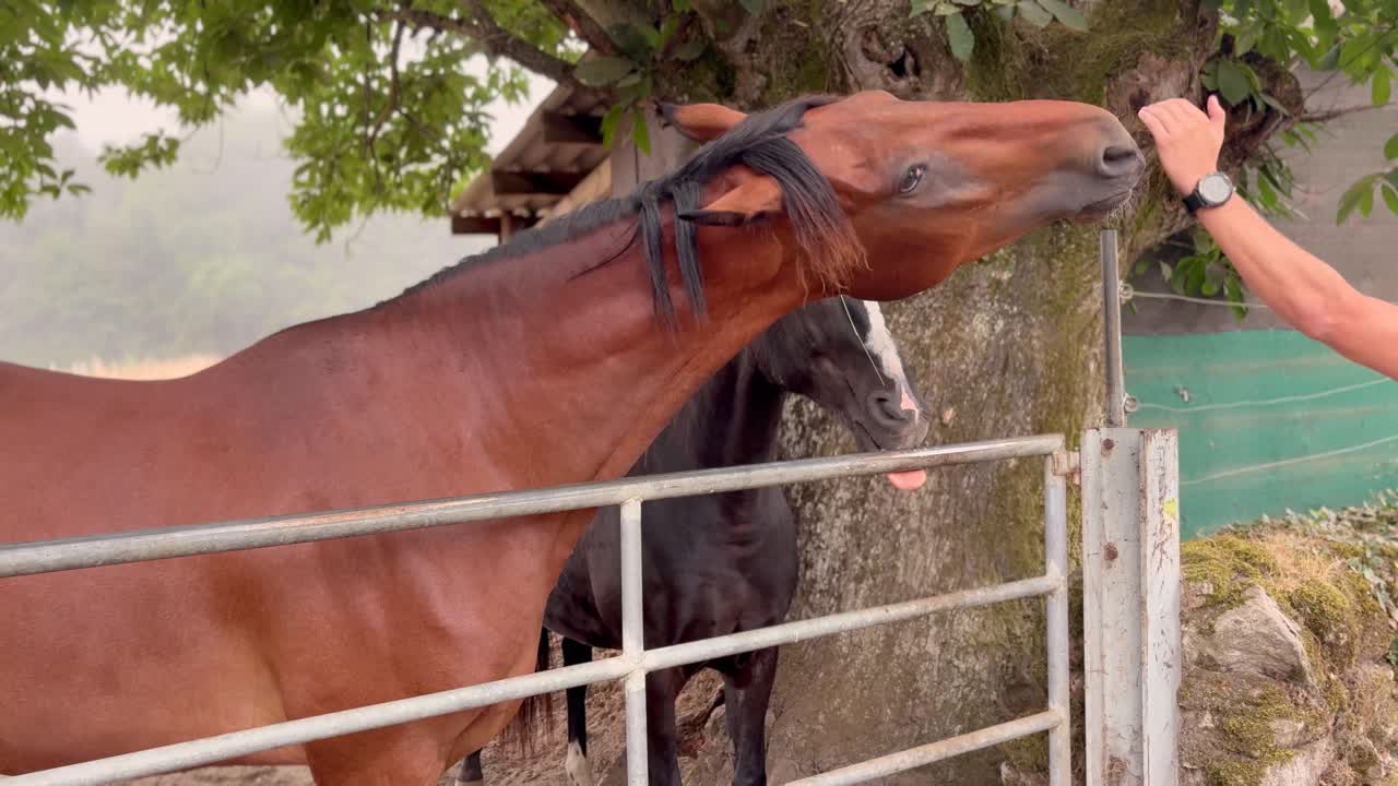 Petting and feeding two horses in a stable. Pilgrims on the Camino de Santiago connect with animals during spiritual journey in rural Spain