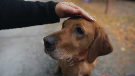 woman stroking a happy pet dog