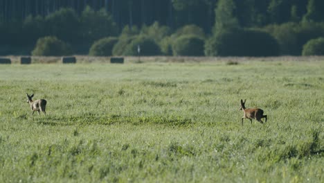 two roe deers walking in autumn meadow before hunting season