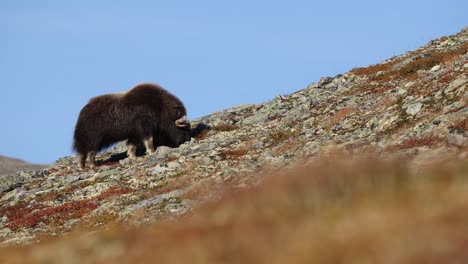 musk oxen on a slope during sunset in norway in autumnal scenery