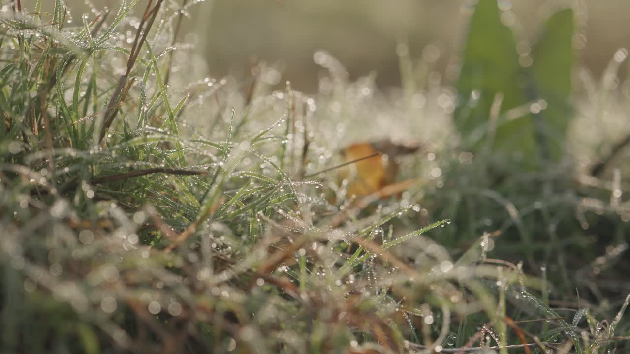 Beautiful morning nature dew background video