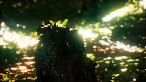 los rayos del sol se derraman a través de las hojas en un bosque tropical