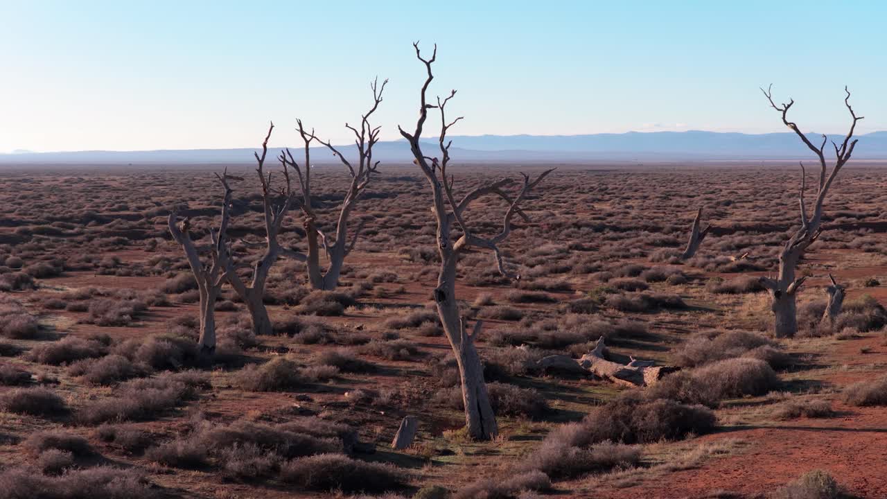 Drone orbit of dead trees and galahs in an arid outback landscape under clear skies, South Australia