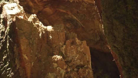 vista de cerca dentro del tocón de árbol caído muerto