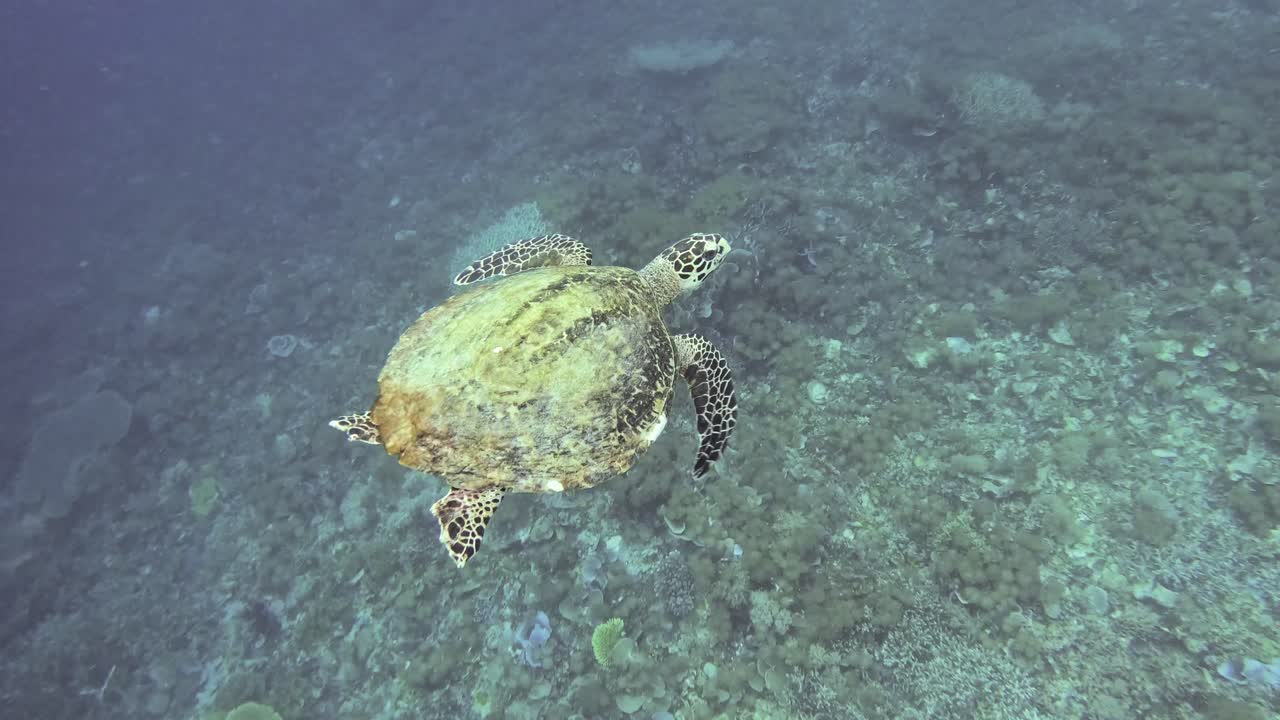 Hawksbil seal turtle swimming above coral reef