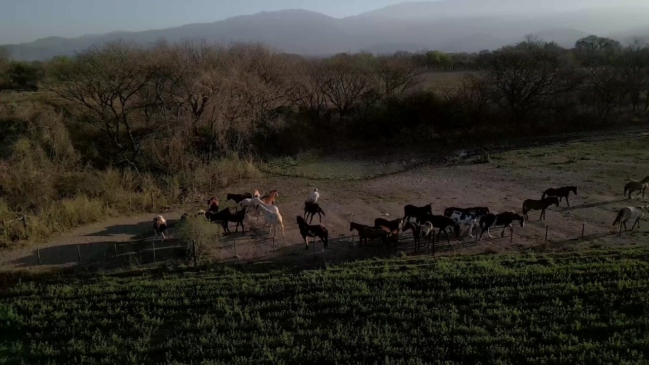 Vista aerea di una mandria di cavalli che si muove lungo il bordo di un campo verde