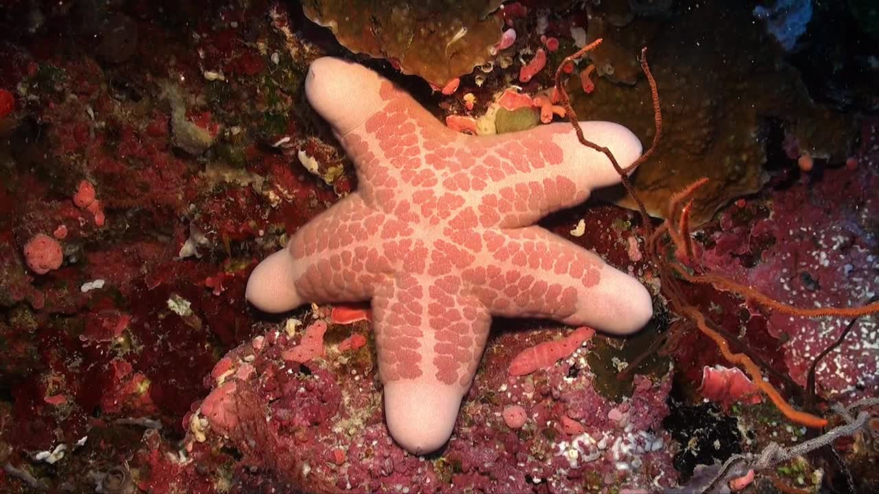 Big brown sea star lying on coral reef