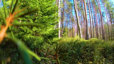 low throw in the forest