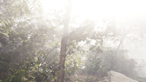 bosque de niebla: rayos de sol a través de la niebla