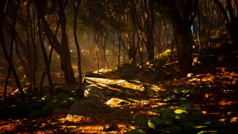 enchanted-forest-in-magical-light