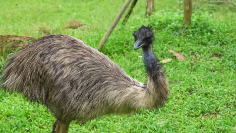 emu, dromaius novaehollandiae con cuello largo retorcido, visto en el prado, girando la cabeza, preguntándose por los alrededores, mirando mortalmente a la cámara, primer plano de un pájaro australiano que no puede volar