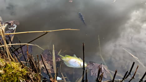 La-Contaminación-Y-Otras-Toxinas-Matan-A-Los-Peces-En-Un-Estanque.