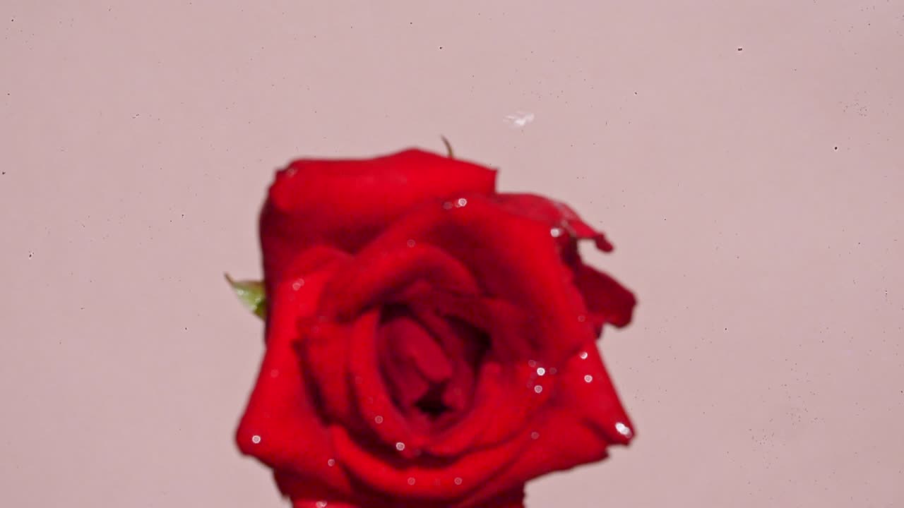 물 표면에 떨어지는 은 장미의 느린 움직임과 분홍색 배경에 분산되는 물의 원. 물 스플래시 분홍색. 반사 태양빛과 그림자와 함께 순수한 물.