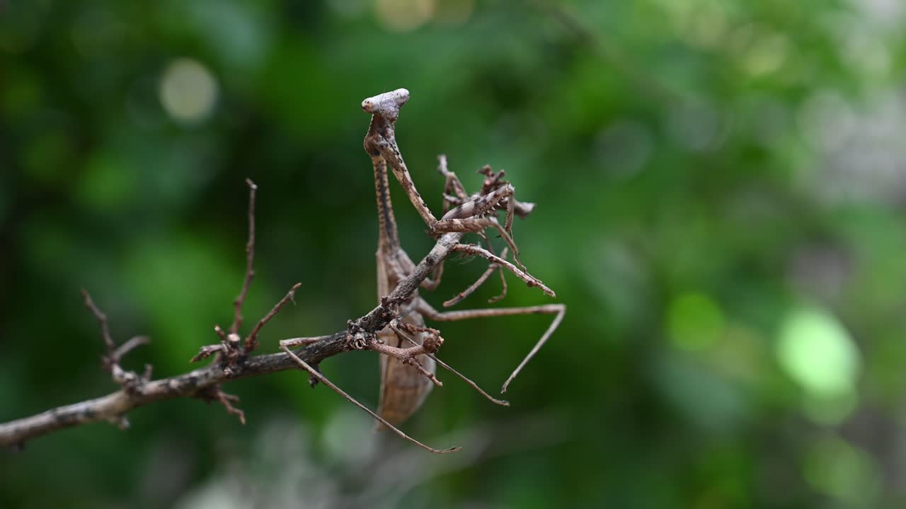 mantis pavo real, pseudempusa pinnapavonis, fingiendo ser parte de la ramita mientras sacude un poco sus extremidades con el viento suave, camuflaje perfecto de los depredadores